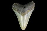 Bargain, Fossil Megalodon Tooth - North Carolina #129955-1